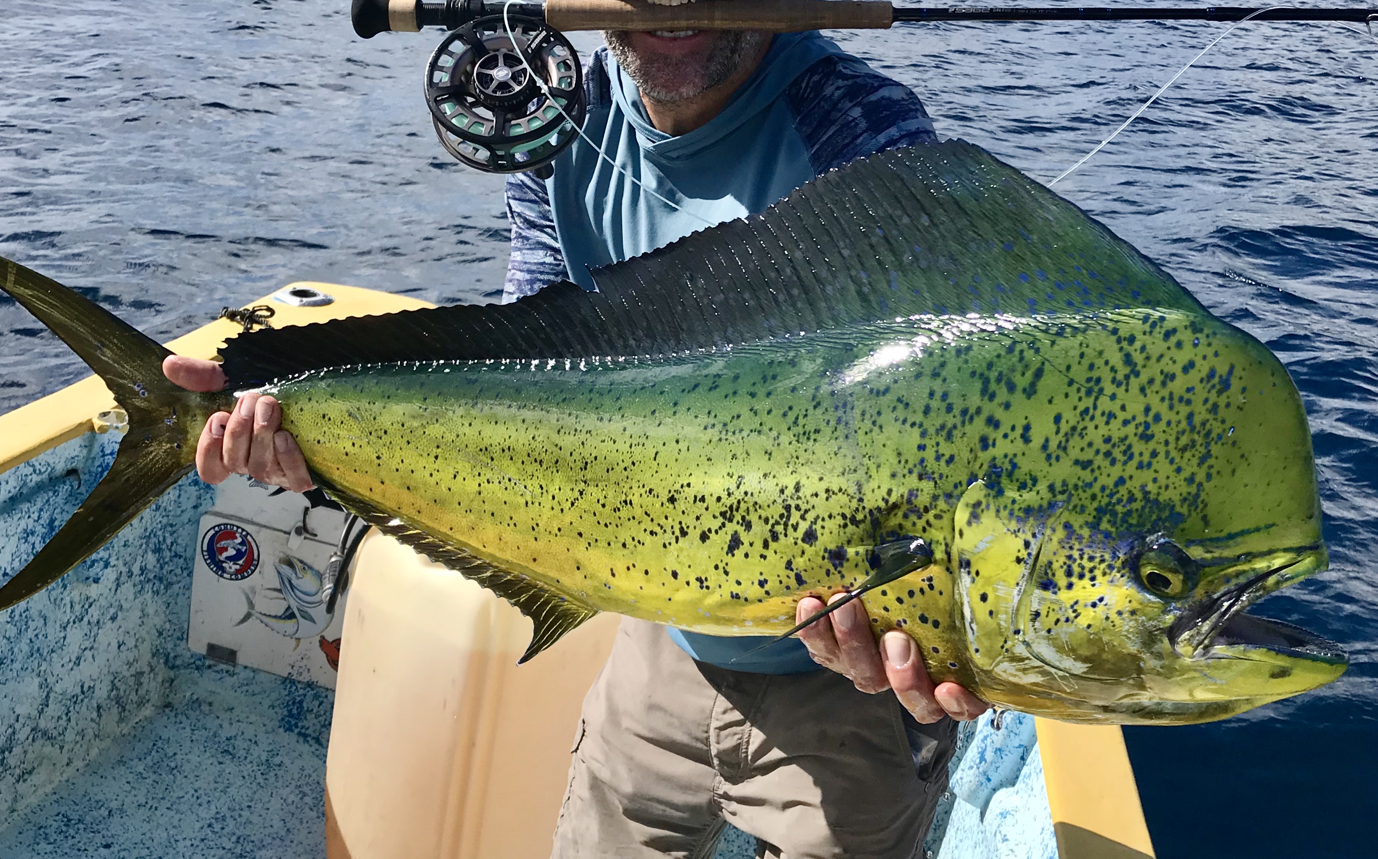 Dorado Mahi-Mahi caught on the fly, Sea of Cortez